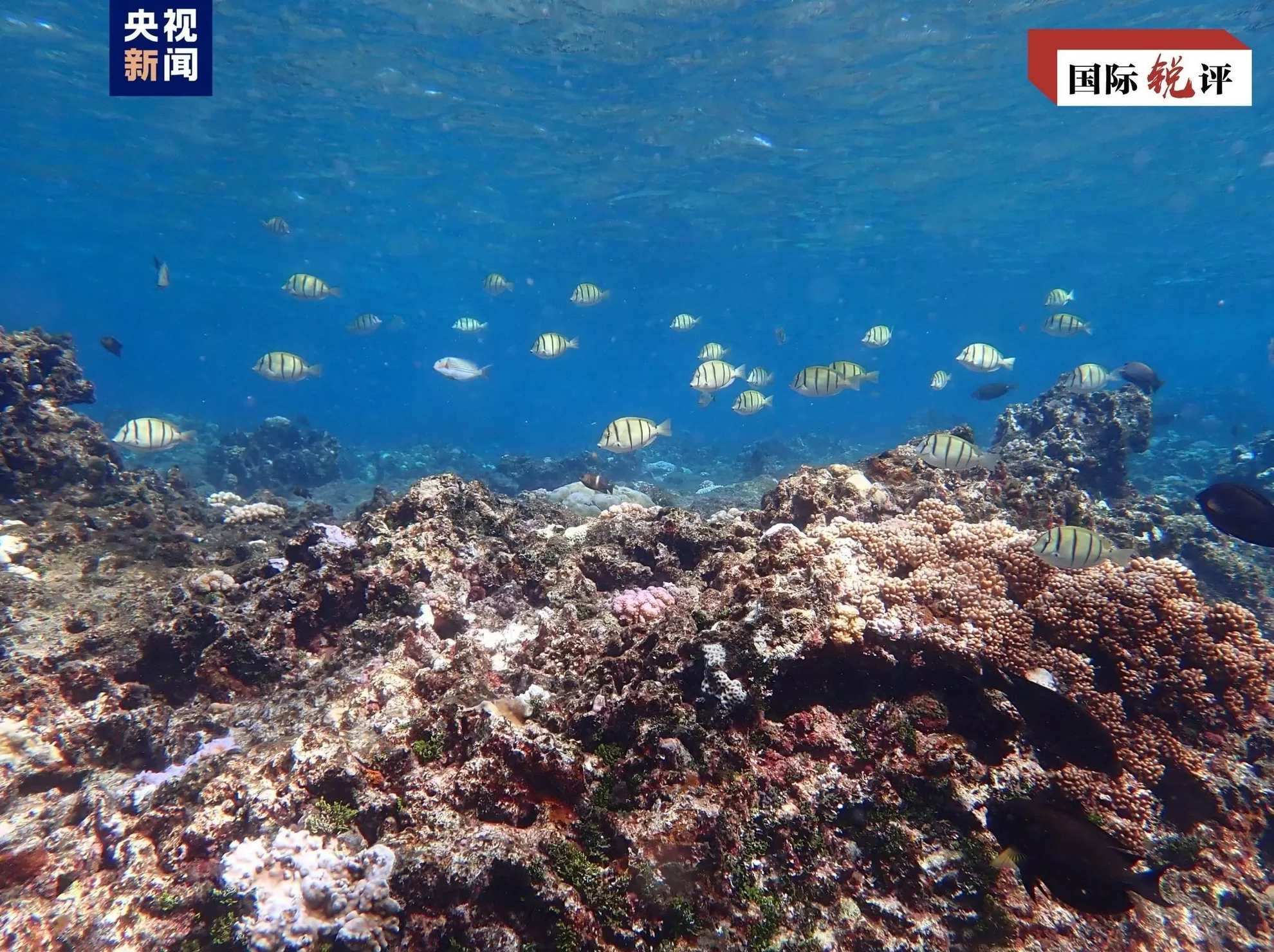 国际锐评|菲方所谓“抗议”恰恰证明中方对黄岩岛生态保护合理合法-第2张图片- 国际锐评|菲方所谓“抗议”恰恰证明中方对黄岩岛生态保护合理合法-第2张图片-