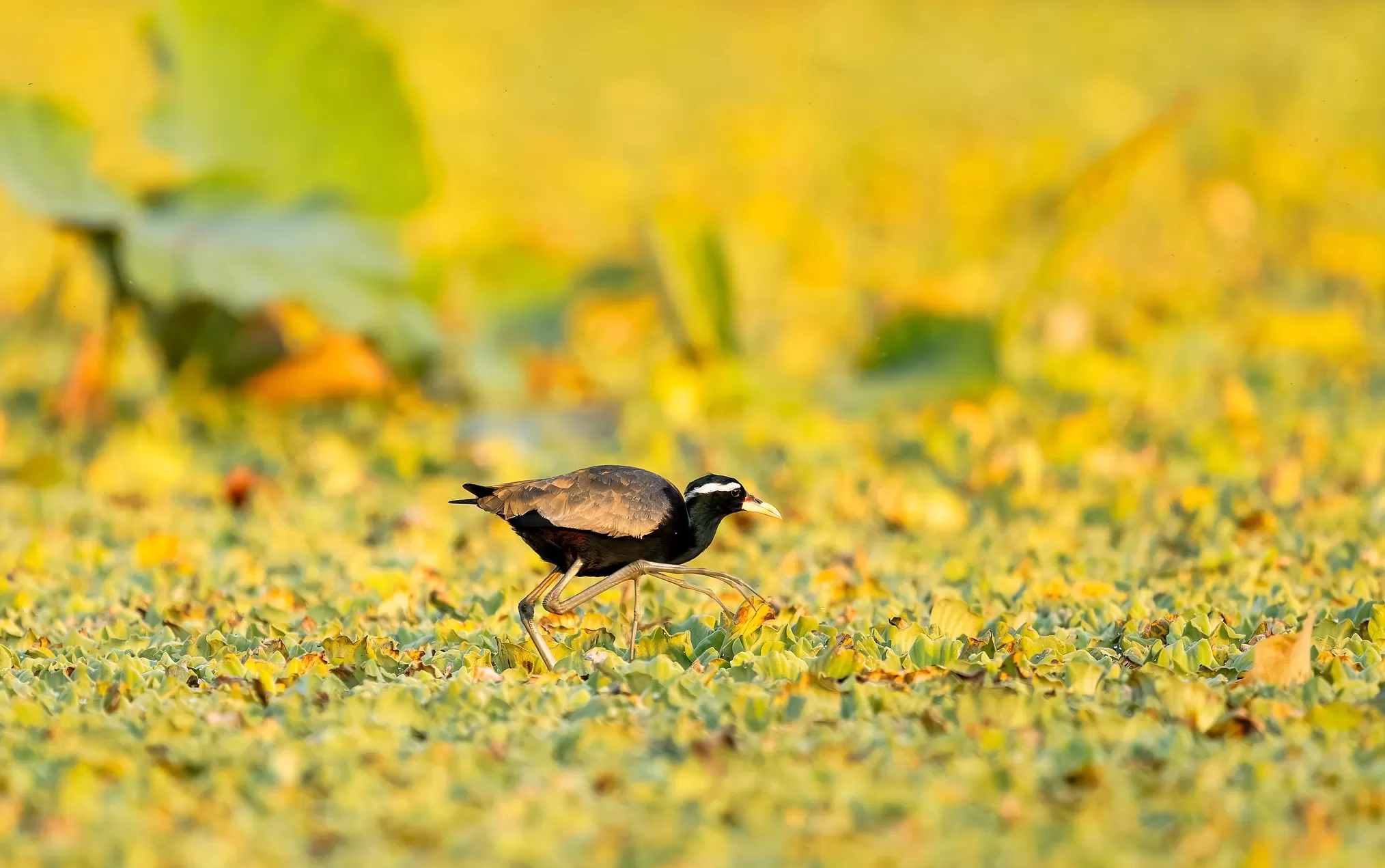 在我的乡村里，很多事都是确定的｜一周新书推荐-第2张图片-