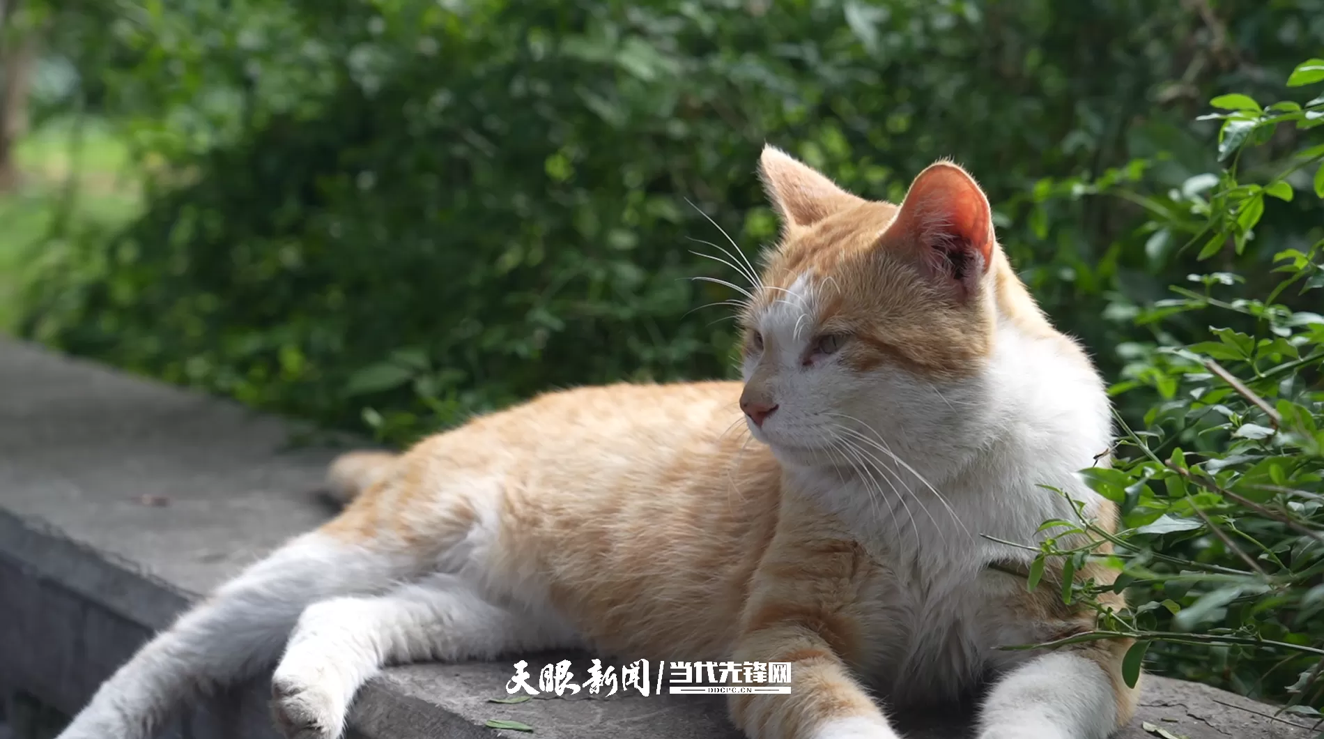 贵阳“挖眼虐猫”事件系AI编造谣言,造谣者已被行政处罚-第2张图片- 贵阳“挖眼虐猫”事件系AI编造谣言,造谣者已被行政处罚-第2张图片-