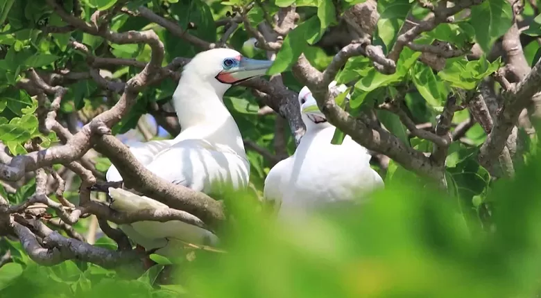 黄岩岛国家级自然保护区获批,范围和功能分区也定了-第1张图片- 黄岩岛国家级自然保护区获批,范围和功能分区也定了-第1张图片-