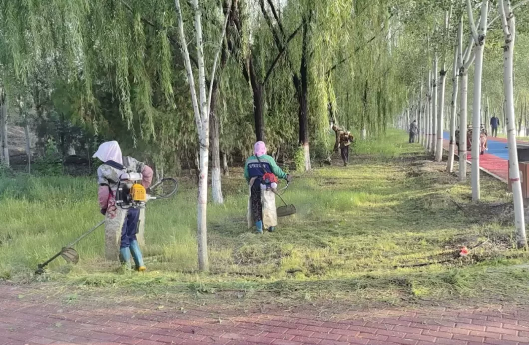 银川开展“除蒿攻坚战”：已集中清理大面积野生蒿草170亩-第1张图片-