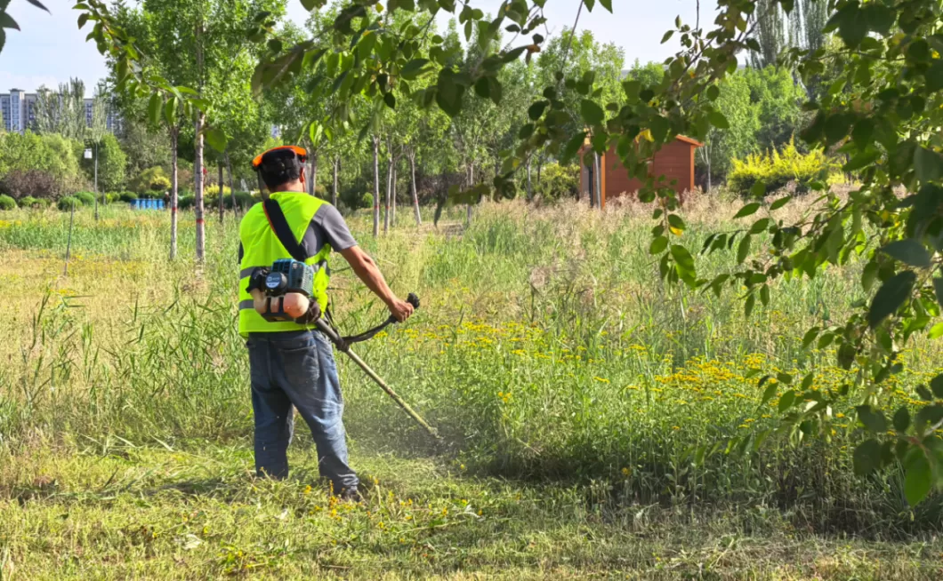 银川开展“除蒿攻坚战”：已集中清理大面积野生蒿草170亩-第2张图片-