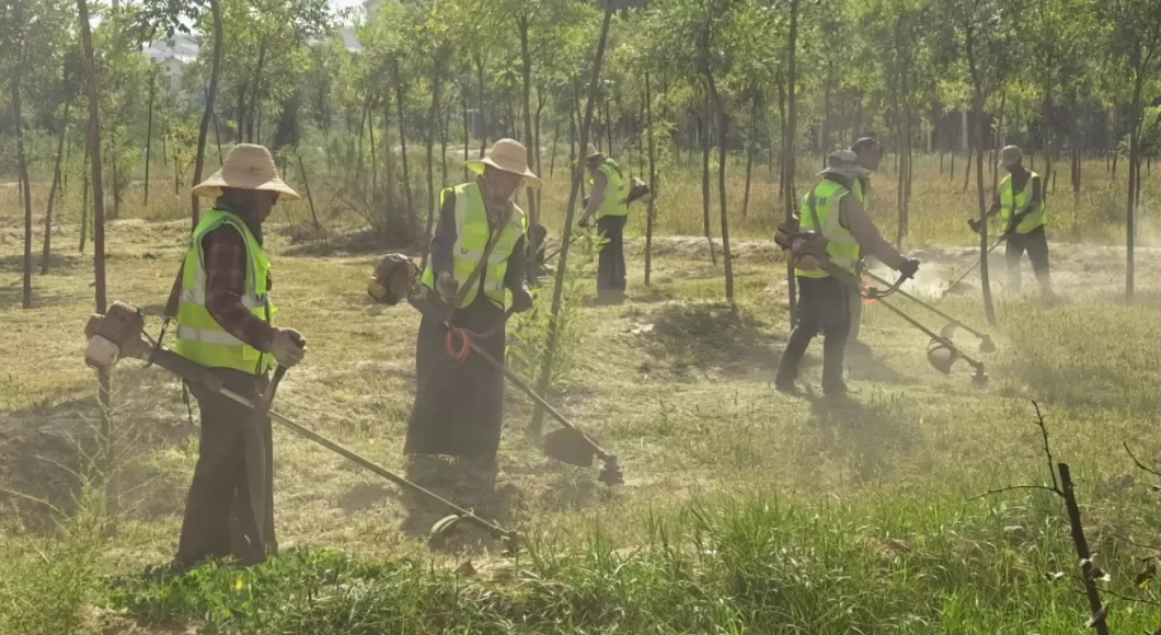 银川开展“除蒿攻坚战”：已集中清理大面积野生蒿草170亩-第3张图片-