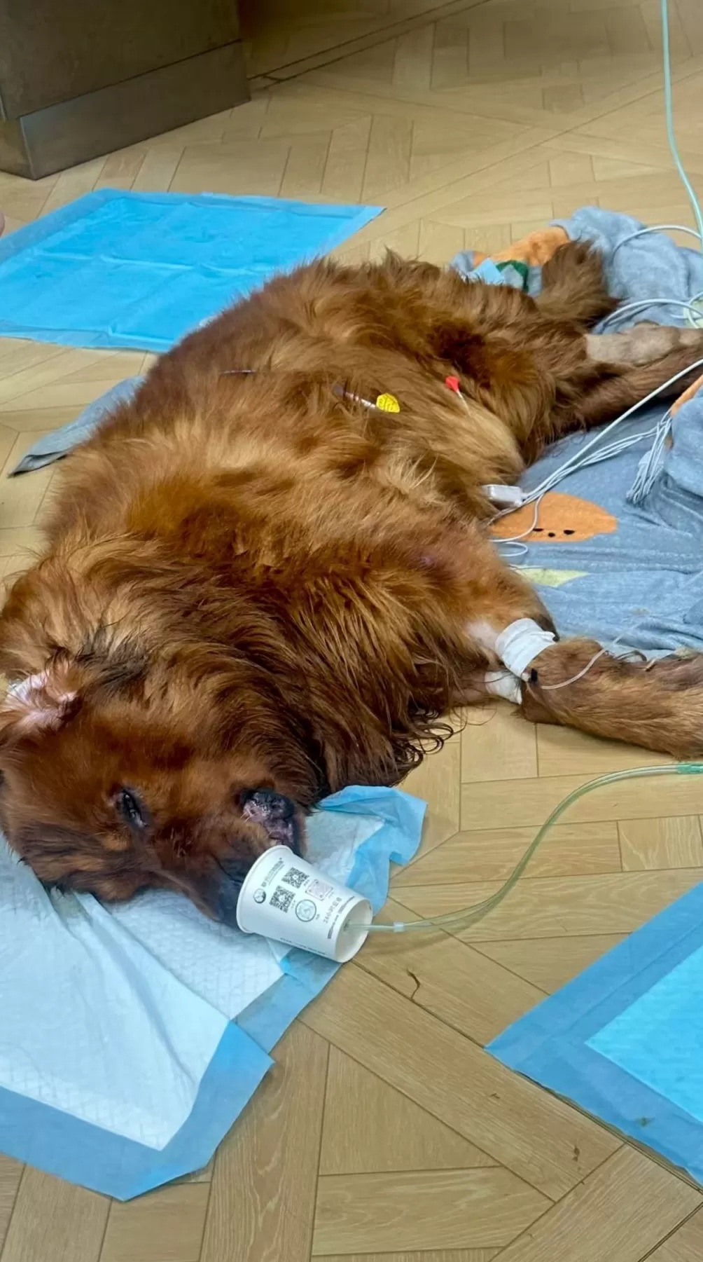 女子称自养宠物狗被宠物店遗忘在烘干箱后死亡，店方：已协商一致-第1张图片-