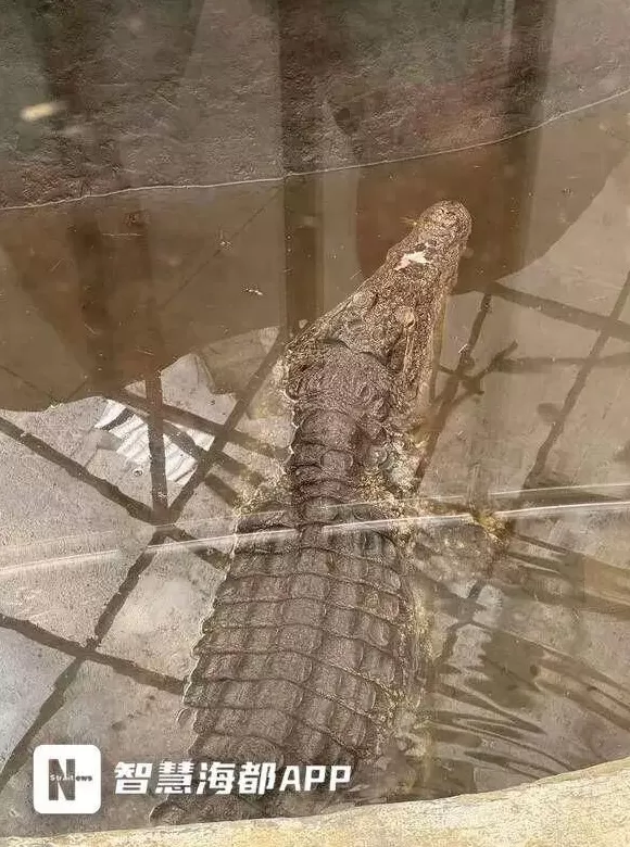 福州动物园被指管理不当:笼舍钉子外露、绿藻覆盖玻璃,园方回应:部分问题已整改,计划改造升级-第3张图片- 福州动物园被指管理不当:笼舍钉子外露、绿藻覆盖玻璃,园方回应:部分问题已整改,计划改造升级-第3张图片-