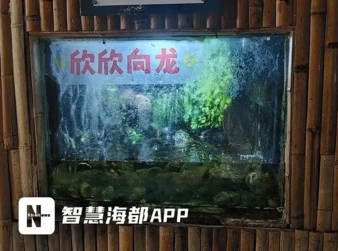 福州动物园被指管理不当:笼舍钉子外露、绿藻覆盖玻璃,园方回应:部分问题已整改,计划改造升级-第4张图片- 福州动物园被指管理不当:笼舍钉子外露、绿藻覆盖玻璃,园方回应:部分问题已整改,计划改造升级-第4张图片-
