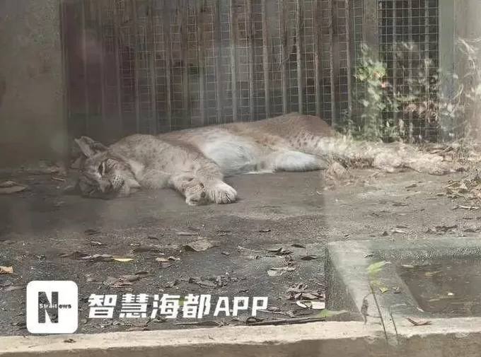 福州动物园被指管理不当:笼舍钉子外露、绿藻覆盖玻璃,园方回应:部分问题已整改,计划改造升级-第2张图片- 福州动物园被指管理不当:笼舍钉子外露、绿藻覆盖玻璃,园方回应:部分问题已整改,计划改造升级-第2张图片-