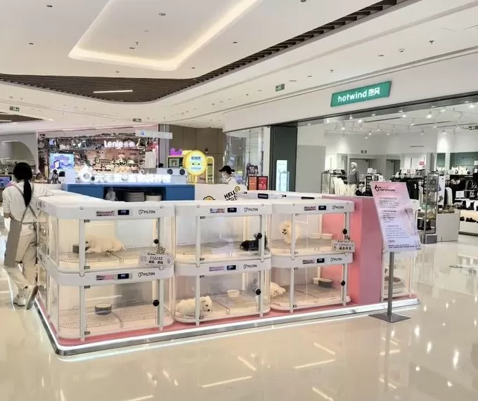 宠物智能舱公司创始人：节前产品爆单了，还存在用创新获得高增长的机会｜在春天许一个愿望-第2张图片-