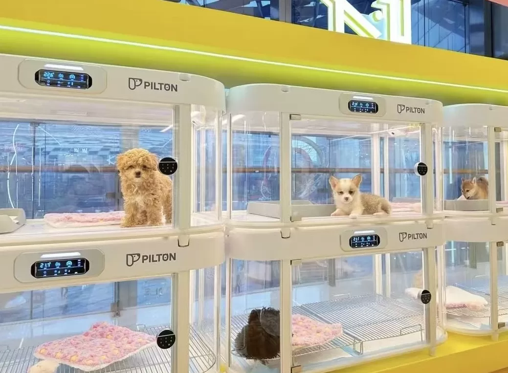 宠物智能舱公司创始人：节前产品爆单了，还存在用创新获得高增长的机会｜在春天许一个愿望-第1张图片-