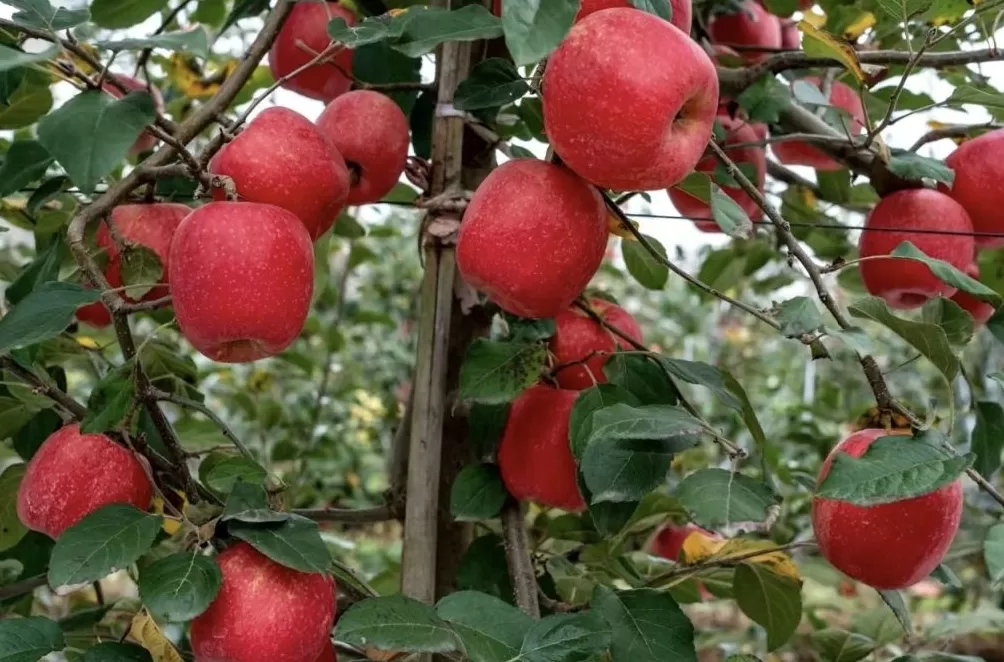 陕西礼泉：果业全产业链“焕新”，让“御果”品牌更响亮-第2张图片-