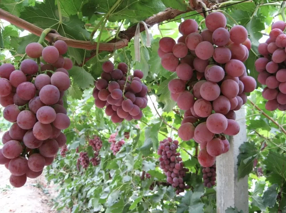 陕西礼泉：果业全产业链“焕新”，让“御果”品牌更响亮-第1张图片-