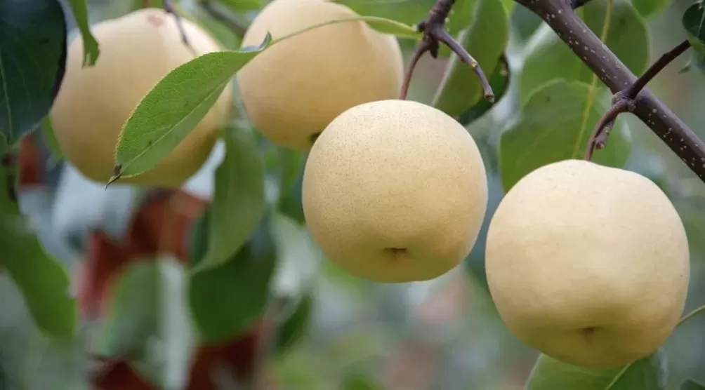 陕西礼泉：果业全产业链“焕新”，让“御果”品牌更响亮-第3张图片-