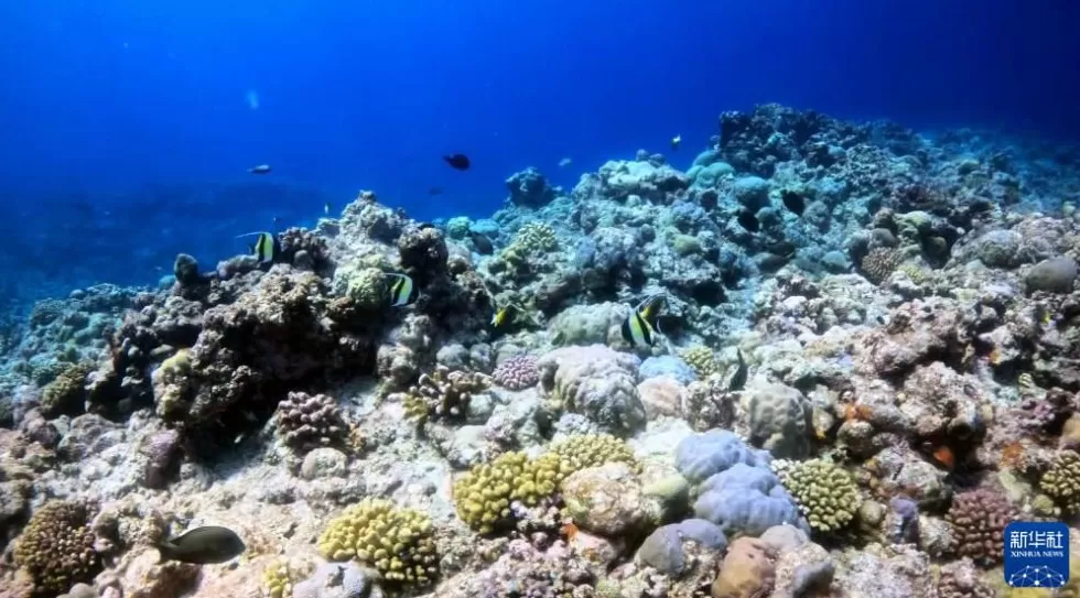 3523公顷的“生态盾牌”！专家解读我们为什么要在黄岩岛设立自然保护区？-第2张图片-