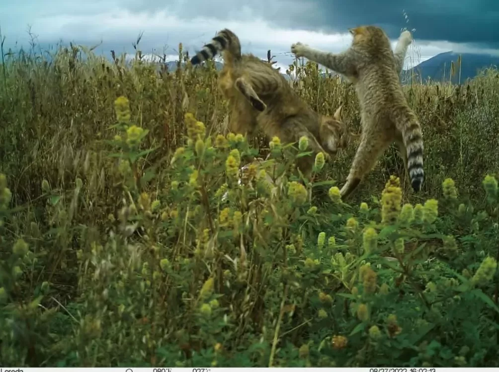 PKU005，半路死去，没能抵达新的家-第1张图片-