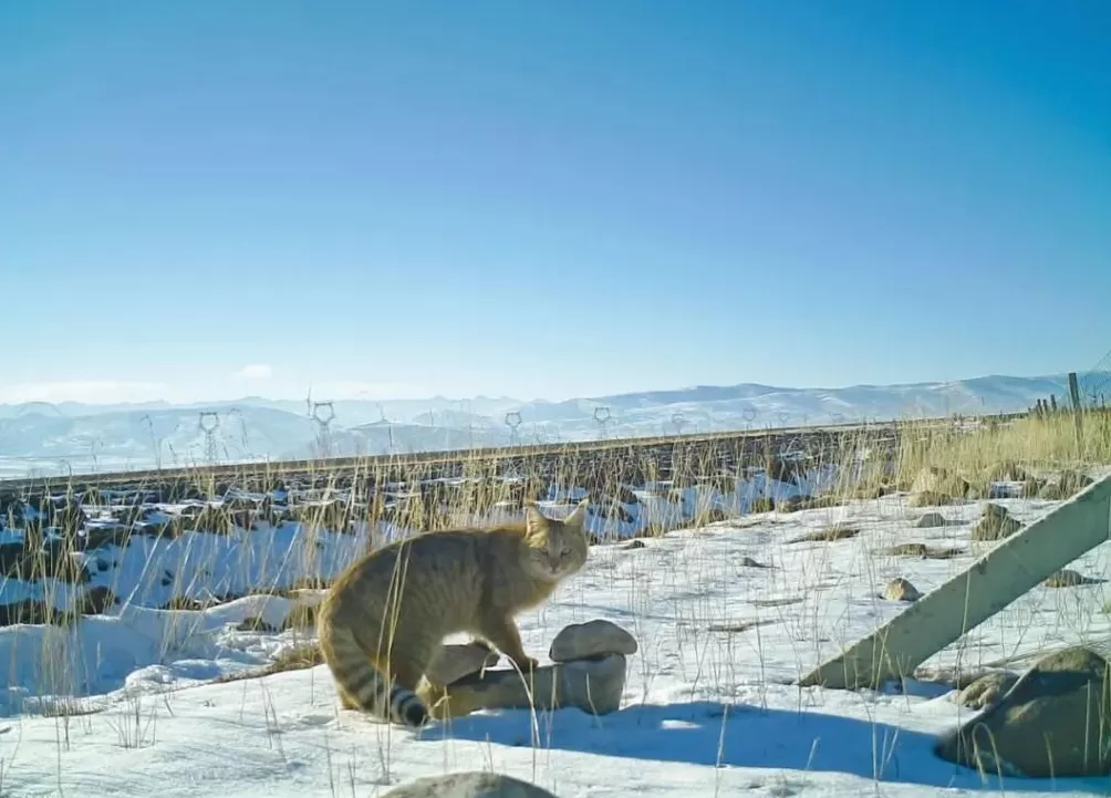 PKU005，半路死去，没能抵达新的家-第2张图片-