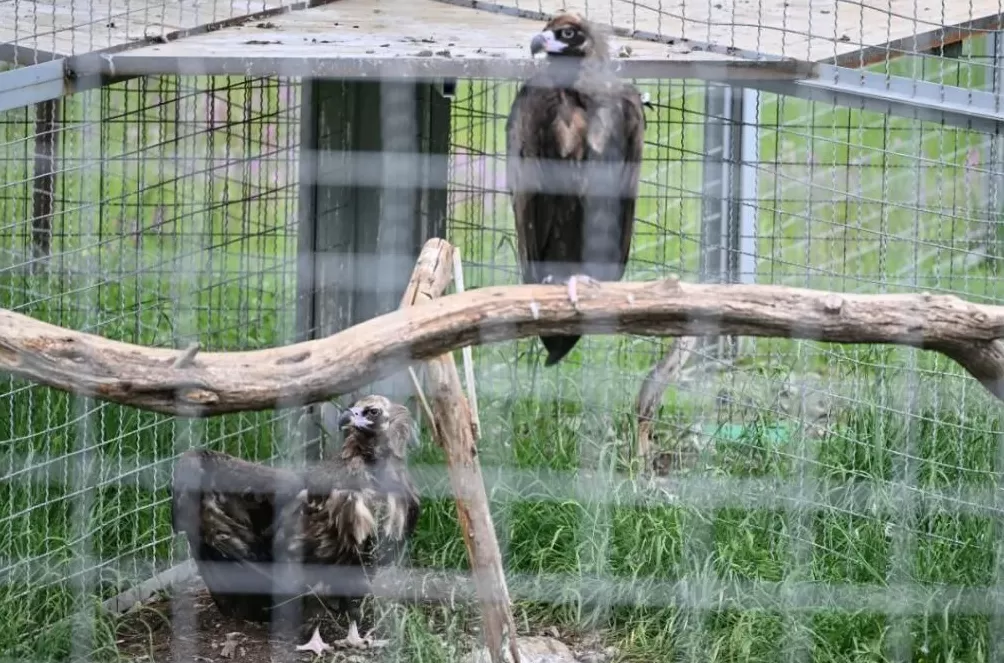 PKU005，半路死去，没能抵达新的家-第3张图片-