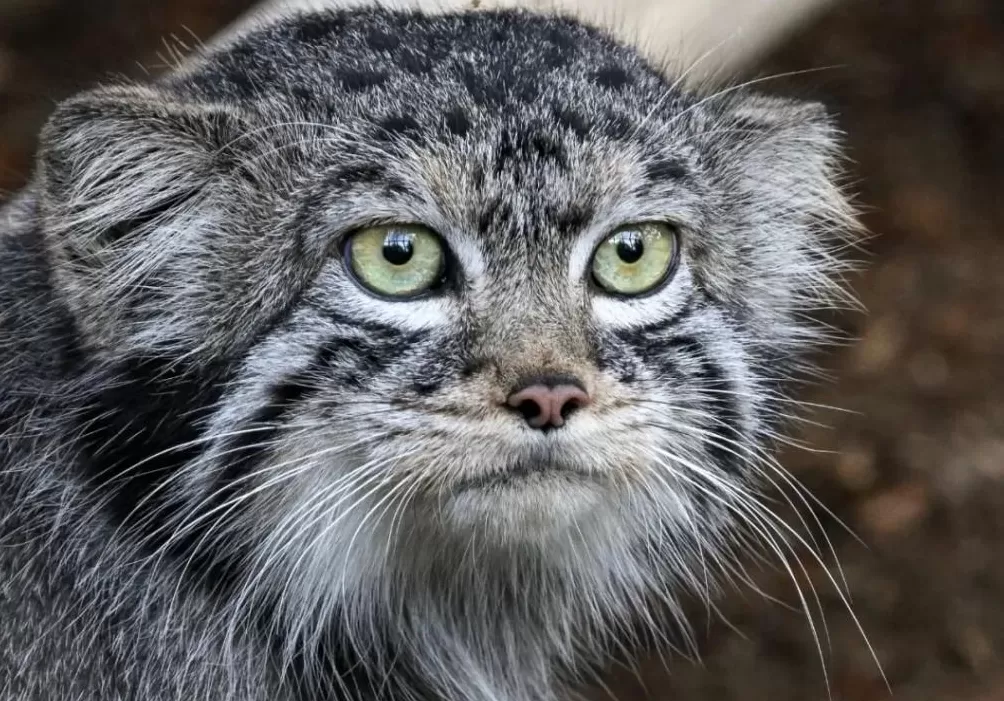 PKU005，半路死去，没能抵达新的家-第11张图片-