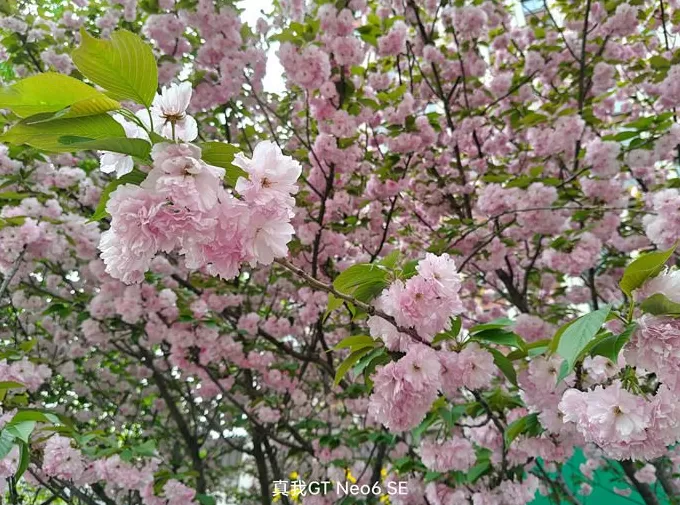 真我GT Neo6 SE体验:靠更亮的屏突围中端市场-第9张图片- 真我GT Neo6 SE体验:靠更亮的屏突围中端市场-第9张图片-