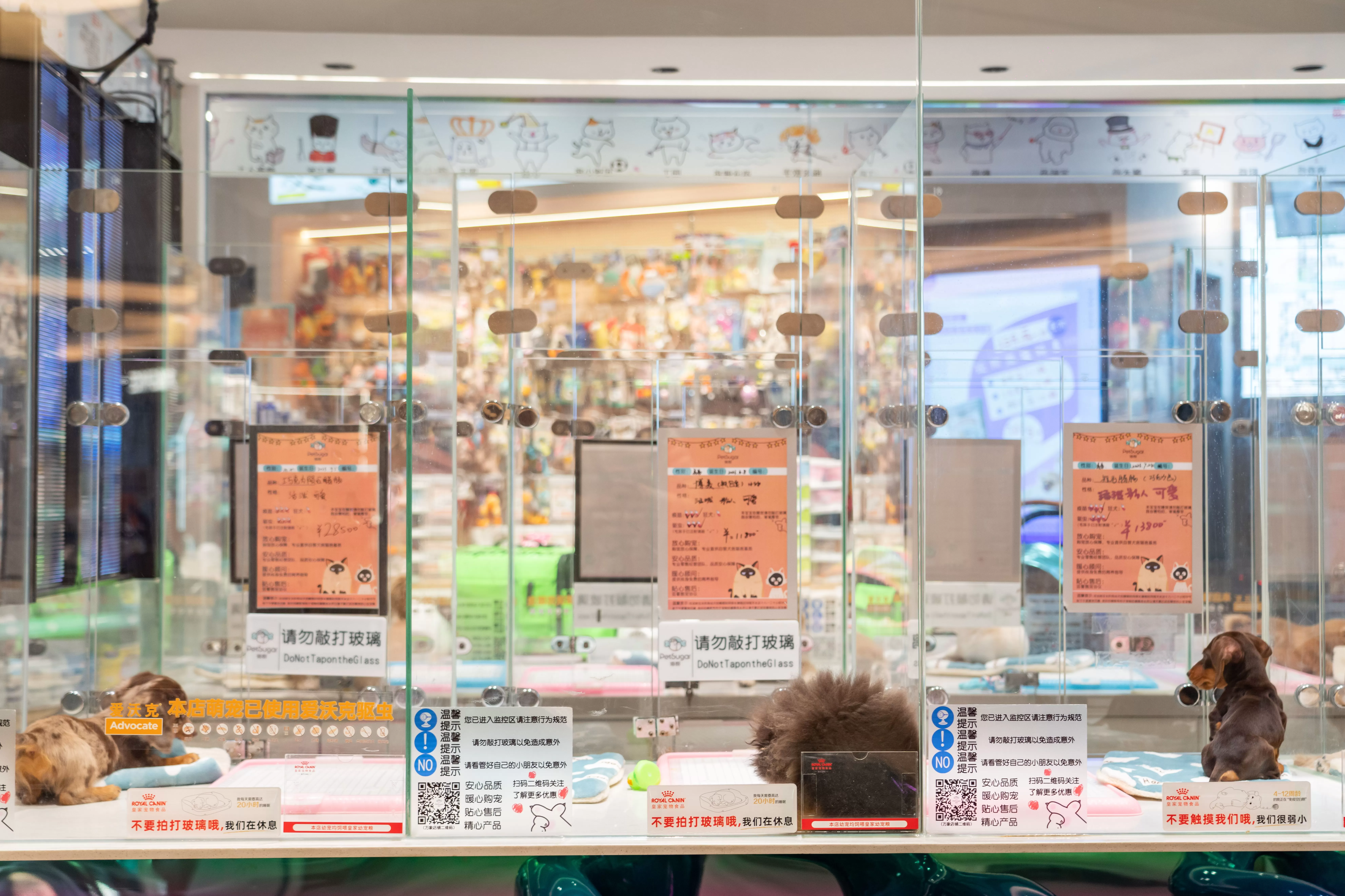 给宠物做“精装房”会是智能硬件下一个好机会吗?-第1张图片- 给宠物做“精装房”会是智能硬件下一个好机会吗?-第1张图片-