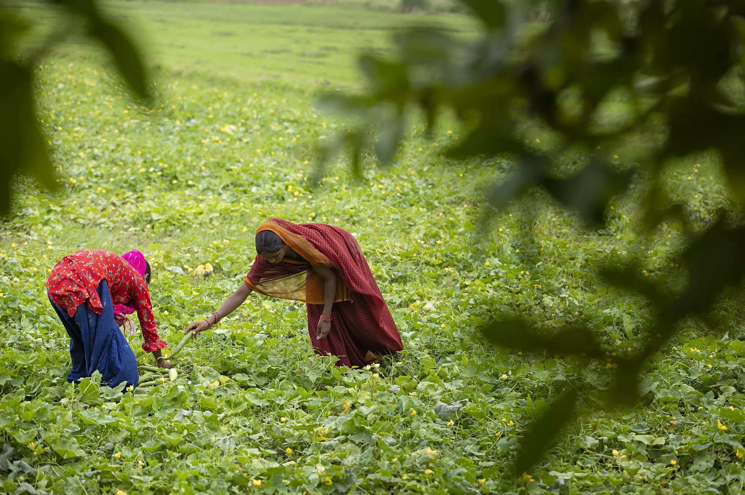 美国50%关税正式生效，或造成大量印度工人失业-第1张图片-