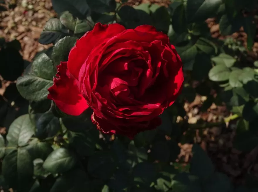 文学花边｜陈丹燕带着她的“月季故事”来到英国-第4张图片-