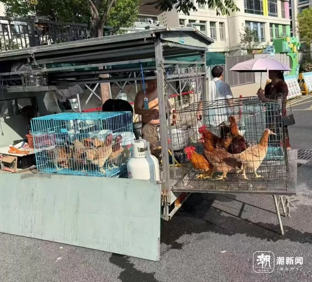 萧山一幼儿园门口有人售卖活禽,家长们有些担忧,属地发声-第2张图片- 萧山一幼儿园门口有人售卖活禽,家长们有些担忧,属地发声-第2张图片-