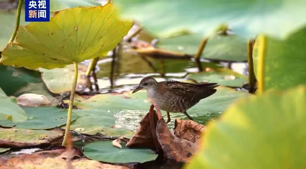新疆玛纳斯湿地：首次发现珍稀鸟类姬田鸡-第1张图片-