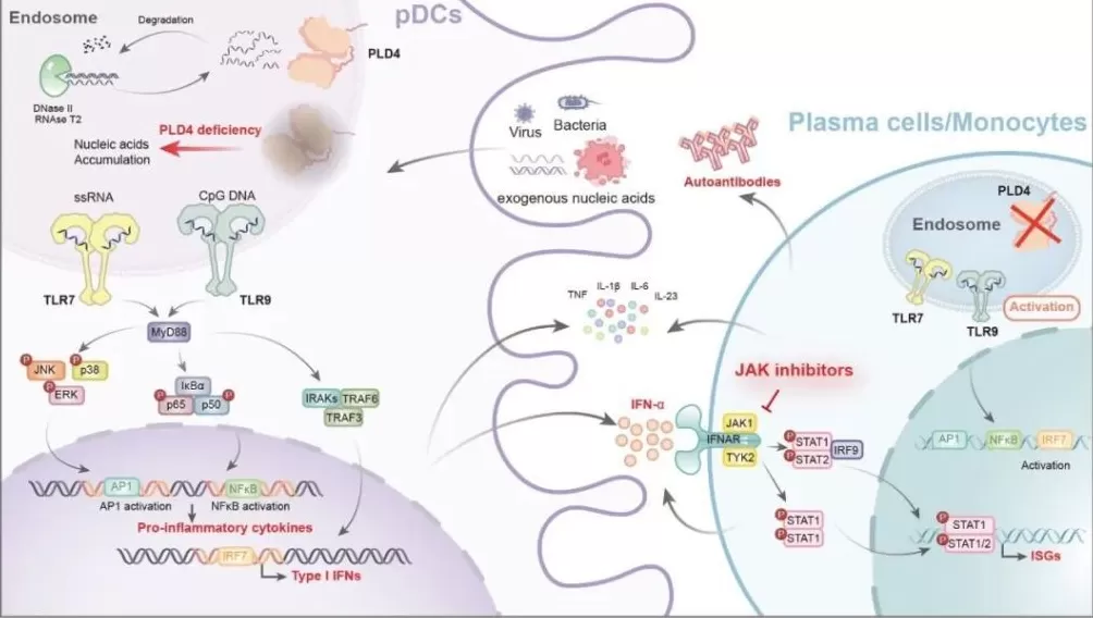 红斑狼疮研究新突破：浙大团队科研成果为精准诊疗提供重要理论依据-第1张图片-