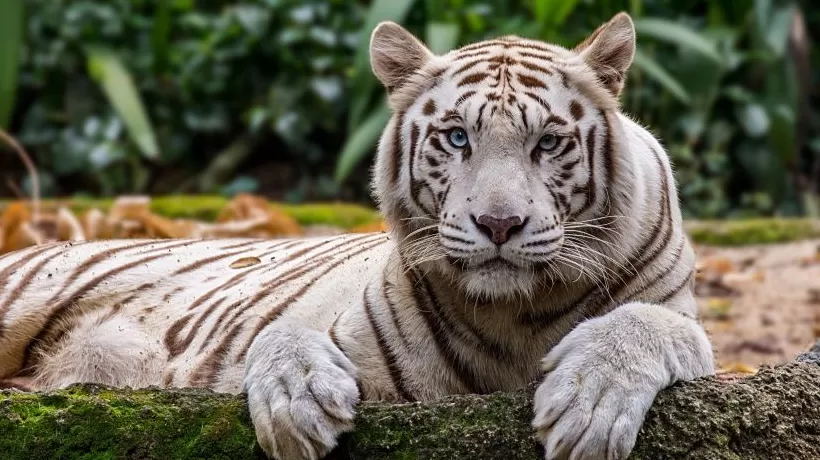 地方新闻精选 | 秦皇岛一动物园多名游客在猛兽区下车 娄底法院回应男子被判3次死刑才执行-第1张图片-