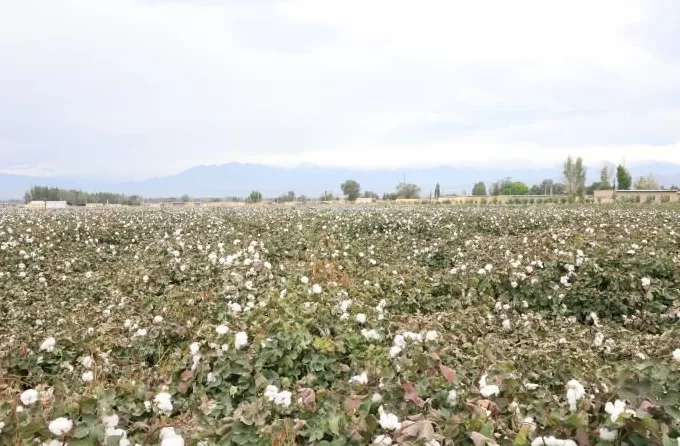 砥砺奋进七十载天山南北谱华章|风生水起的新疆文创-第5张图片-