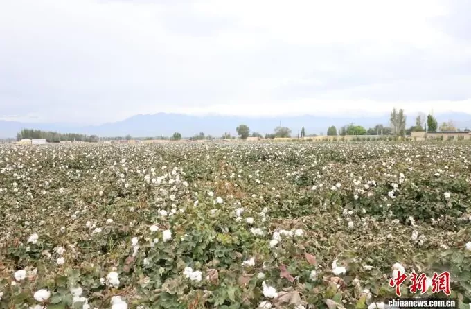 (砥砺奋进七十载天山南北谱华章)新疆精河:万亩棉田如何种下“稳稳的幸福”?-第1张图片- (砥砺奋进七十载天山南北谱华章)新疆精河:万亩棉田如何种下“稳稳的幸福”?-第1张图片-