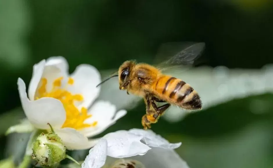 女童被蜜蜂蜇伤,母亲放弃3分钟可达的社区医院,开车30分钟前往大医院,孩子错过最佳救治时机身亡,医生提醒-第1张图片- 女童被蜜蜂蜇伤,母亲放弃3分钟可达的社区医院,开车30分钟前往大医院,孩子错过最佳救治时机身亡,医生提醒-第1张图片-