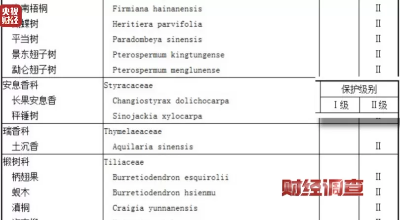 央视调查：你买的手串可能是“科技货”，有商家用注油白木冒充沉香-第6张图片-