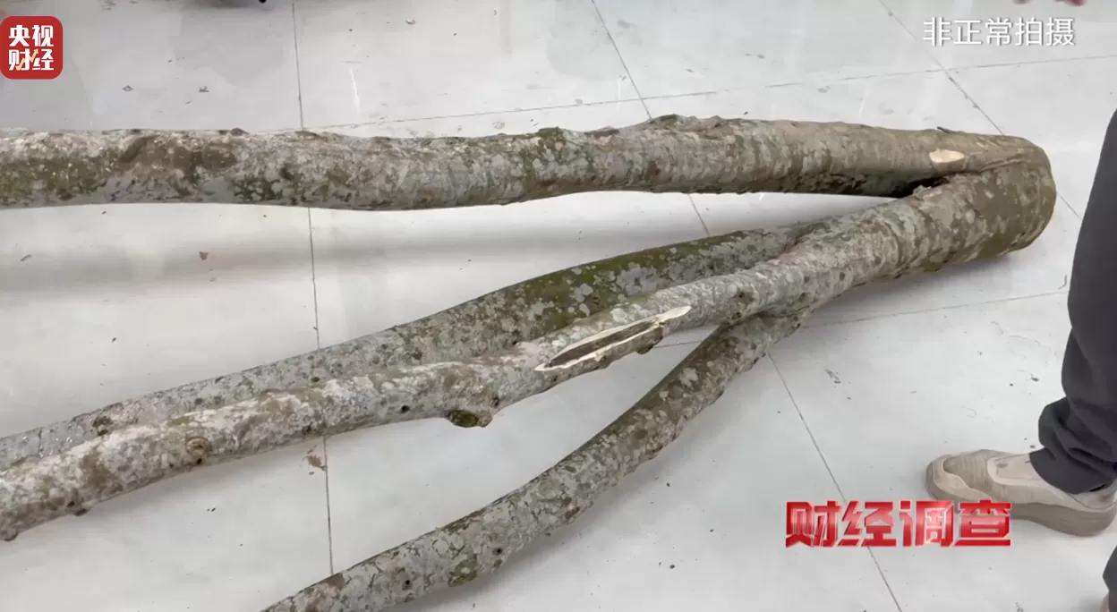 央视调查：你买的手串可能是“科技货”，有商家用注油白木冒充沉香-第24张图片-