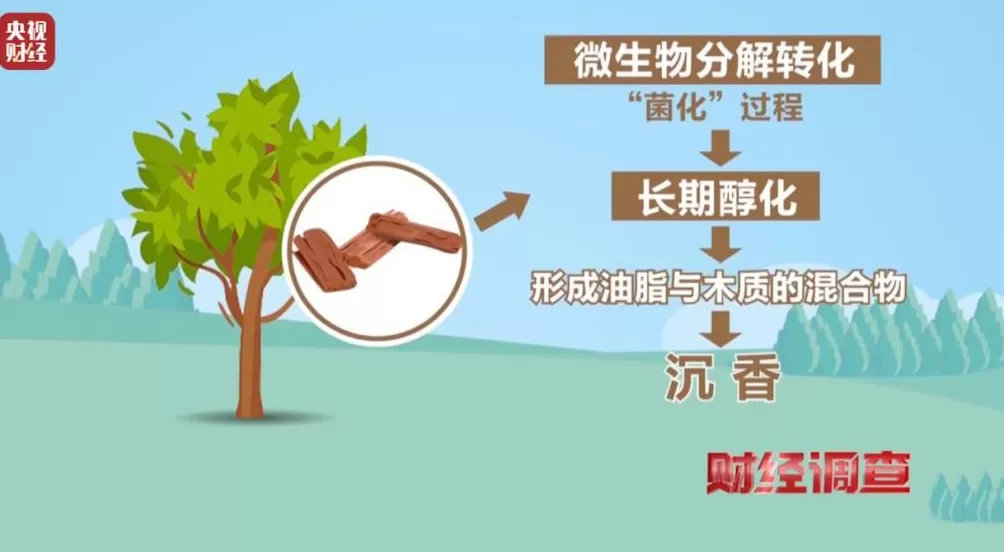 你买的沉香可能是“科技与狠活”商家被曝用注油白木冒充沉香-第5张图片- 你买的沉香可能是“科技与狠活”商家被曝用注油白木冒充沉香-第5张图片-