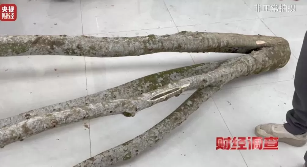 你买的沉香可能是“科技与狠活”商家被曝用注油白木冒充沉香-第24张图片- 你买的沉香可能是“科技与狠活”商家被曝用注油白木冒充沉香-第24张图片-