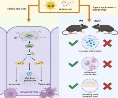 晒红的皮肤：这场细胞的求生战争，是谁拉起了警报？-第1张图片-