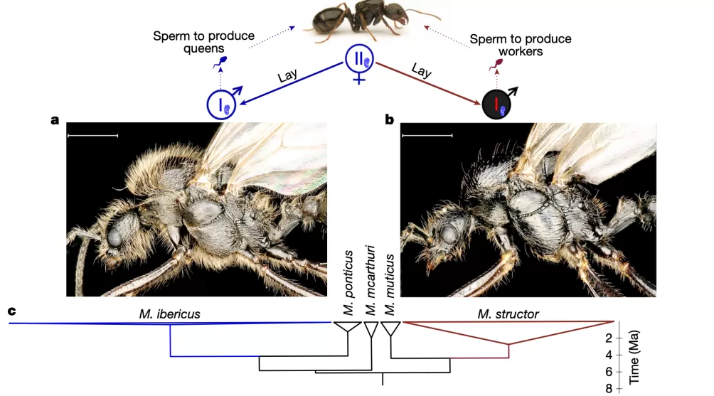 一母生两族:新研究揭示蚂蚁“异种生殖”奇观-第1张图片- 一母生两族:新研究揭示蚂蚁“异种生殖”奇观-第1张图片-