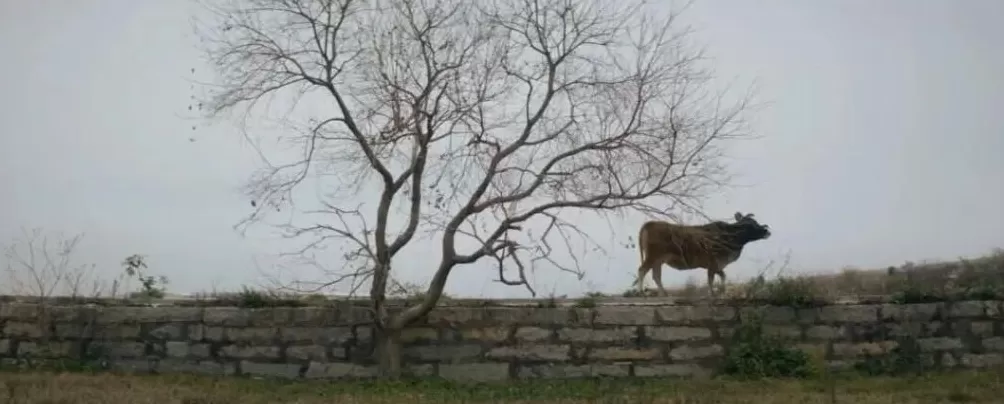 城市打工人，花十几万回村给父母补缴社保-第4张图片-
