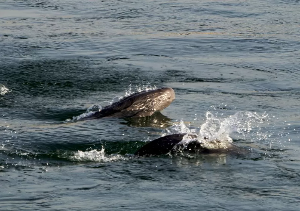 读懂城市|独一无二的宜昌-第5张图片- 读懂城市|独一无二的宜昌-第5张图片-