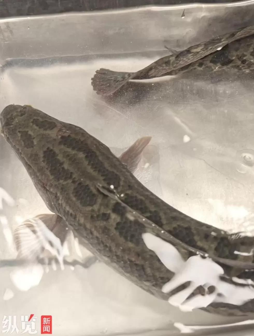 太二酸菜鱼“活鱼现做”被怀疑“预制”，记者探访石家庄门店，工作人员：所用黑鱼均为当天店内提前宰杀-第2张图片-