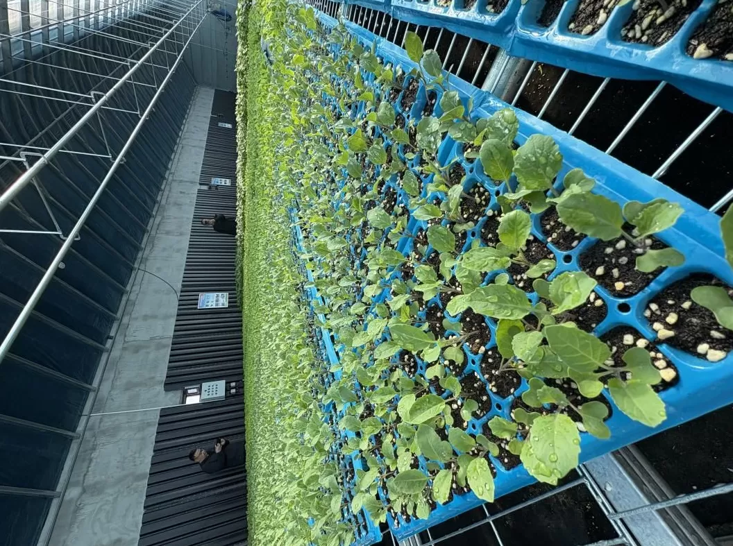 北疆党旗红｜戈壁滩上长出“四季菜园”，四子王旗边境牧民餐桌变了-第2张图片-