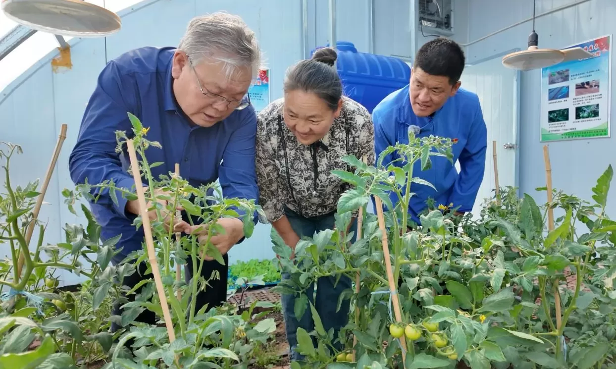 北疆党旗红｜戈壁滩上长出“四季菜园”，四子王旗边境牧民餐桌变了-第1张图片-