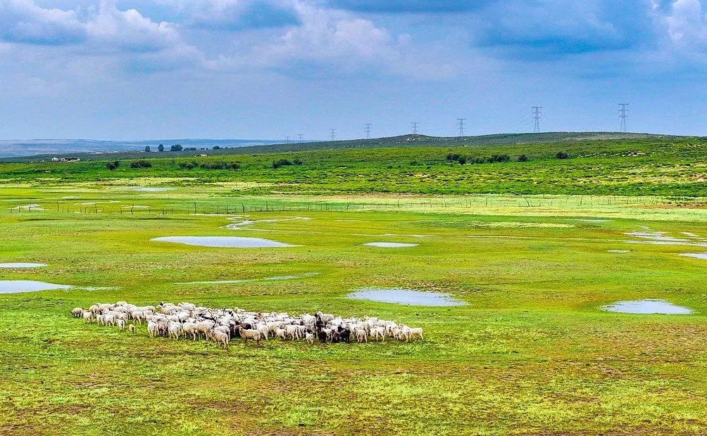 沙漠变绿洲,科学治沙绘就库布其生态新画卷-第1张图片- 沙漠变绿洲,科学治沙绘就库布其生态新画卷-第1张图片-