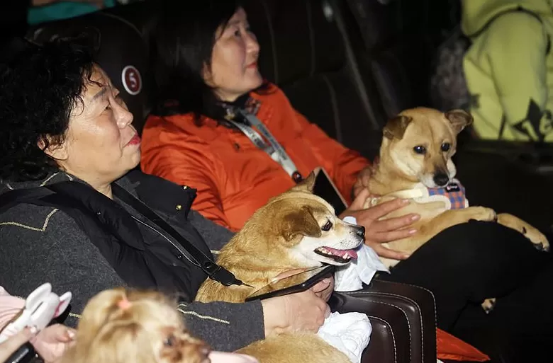 为拉流伦敦电影院“讨好”宠物,狗狗可免票陪主人看电影-第3张图片- 为拉流伦敦电影院“讨好”宠物,狗狗可免票陪主人看电影-第3张图片-