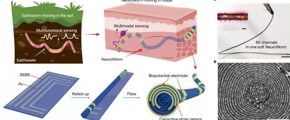 历经5年多协同攻关！我国脑机接口技术获重大突破-第1张图片-