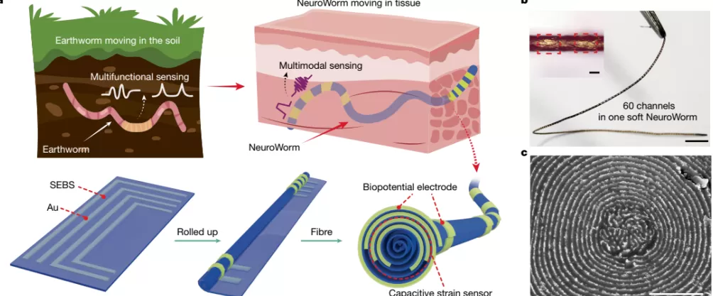 中国科学家研发“神经蚯蚓”：在大脑中无创游走，精准监测神经电信号-第2张图片-