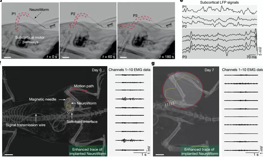 中国科学家研发“神经蚯蚓”：在大脑中无创游走，精准监测神经电信号-第3张图片-