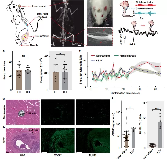中国科学家研发“神经蚯蚓”：在大脑中无创游走，精准监测神经电信号-第4张图片-