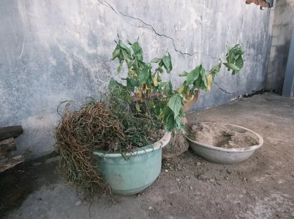 儿子自杀后，一个母亲遗忘的决心-第14张图片-